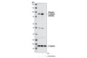 Phospho-β-Catenin (Ser552) Antibody