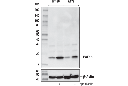 PAF15 (D8E2Y) XP Rabbit mAb