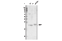 AQP2 Antibody