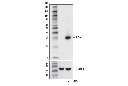 IL-1α (D4F3S) Rabbit mAb (Mouse Specific)