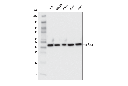 β-Actin (E4D9Z) Mouse mAb