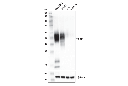 CD14 (D1U2Y) Rabbit mAb (Mouse Specific)
