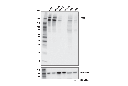 ZEB2 (E6U7Z) Rabbit mAb