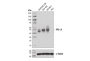 PD-L1 (Extracellular Domain Specific) (E1J2J) Rabbit mAb