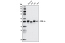 GSK-3α (D80E6) Rabbit mAb