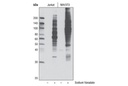 Phospho-Tyrosine Mouse mAb (P-Tyr-100) (HRP Conjugate)