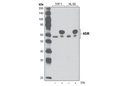 ASM Antibody