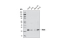 Rab6 (D37C7) Rabbit mAb