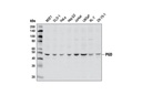 PGD Antibody