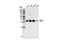 PACT (D9N6J) Rabbit mAb