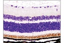 Rhodopsin (D4B9B) Rabbit mAb