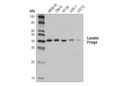 Lunatic Fringe (D6V2V) Rabbit mAb