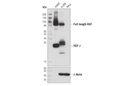 HGF β (D6S7D) XP Rabbit mAb