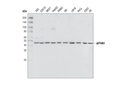 eIF4A1 Antibody