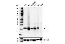 CD81 (D3N2D) Rabbit mAb