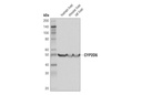 CYP2D6 (D5A6X) Rabbit mAb
