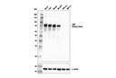 IgM Antibody
