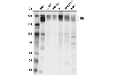 G9a/EHMT2 (D5R4R) XP Rabbit mAb