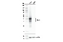 HLA-G (E8N9C) XPRabbit mAb