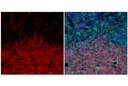 CD3 (17A2) Rat mAb (APC Conjugate)