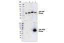 p38δ MAPK (10A8) Rabbit mAb
