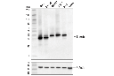 Emerin (D3B9G) XP Rabbit mAb