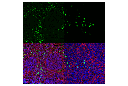 Ly-6G/Ly-6C (Gr-1) (RB6-8C5) Rat mAb (FITC Conjugate)