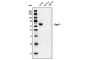 Zap-70 (L1E5) Mouse mAb