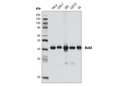 Bub3 (D4F9) Rabbit mAb