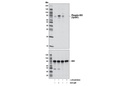 Phospho-HS1 (Tyr397) (D12C1) XPRabbit mAb