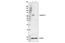 Caspase-8 (1C12) Mouse mAb