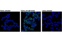 Phospho-CD79A (Tyr182) (D1B9) Rabbit mAb