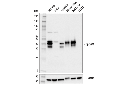 EpCAM (E8Q1Z) Rabbit mAb (Mouse Preferred)