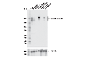 Neurofilament-H Antibody