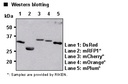 Anti-RFP mAb