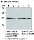 Anti-GAPDH mAb