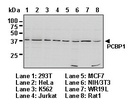 Anti-PCBP1 pAb