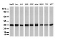 GAPDH mouse monoclonal (2D9)