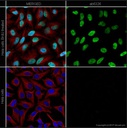 Anti-BrdU antibody [BU1/75 (ICR1)] - Proliferation Marker
