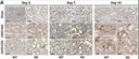 Anti-Collagen III antibody