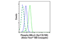 Phospho-IKK alpha/beta (Ser176/180) (16A6) Rabbit Monoclonal Antibody (Alexa Fluor488 Conjugate)