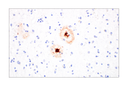 beta-Amyloid (1-42) (E6D5M) Rabbit Monoclonal Antibody