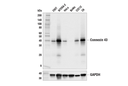 Connexin 43 (E7N2R) Rabbit Monoclonal Antibody
