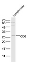 CD8抗体