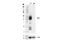 LAIR-1 (E7X6I) XP Rabbit mAb
