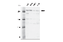 BRD4 (E4X7E) Mouse mAb