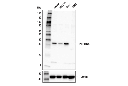PTPRCAP Antibody
