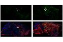 CD16/CD32 (2.4G2) Rat mAb (IF Formulated)