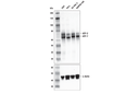ATF-2/ATF-7 (A9G1M) Rabbit mAb