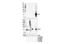 Ly-6G (E6Z1T) Rabbit mAb